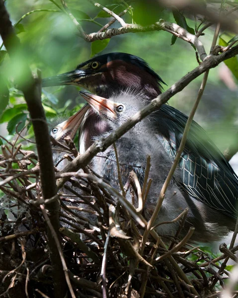 Grünreiherbabys Mit Nahaufnahme Des Nestes Eines Erwachsenen Vogels Warten Auf — Stockfoto