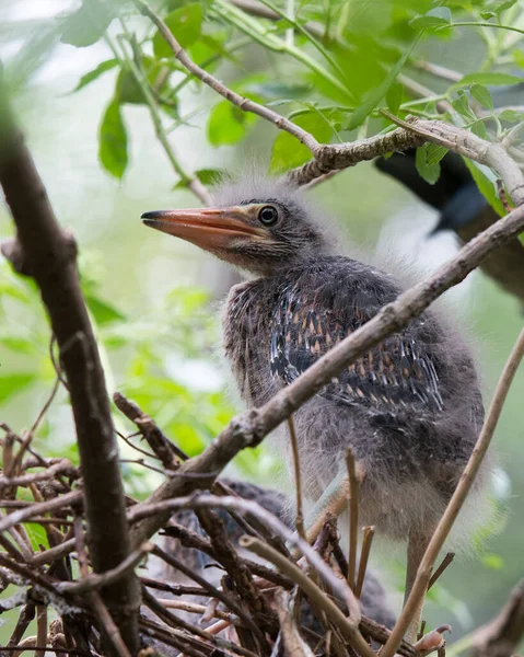 Green Heron Sin Miljö — Stockfoto