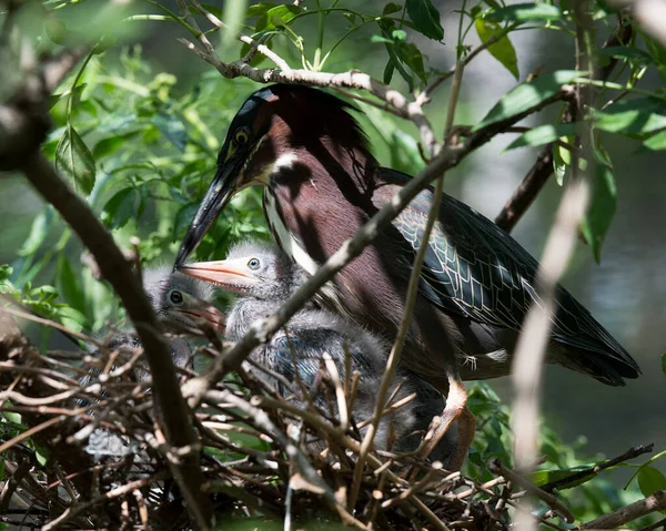 Grünreiherbaby Mit Erwachsenen Vogel Nahaufnahme Profil Blick Auf Das Nest — Stockfoto