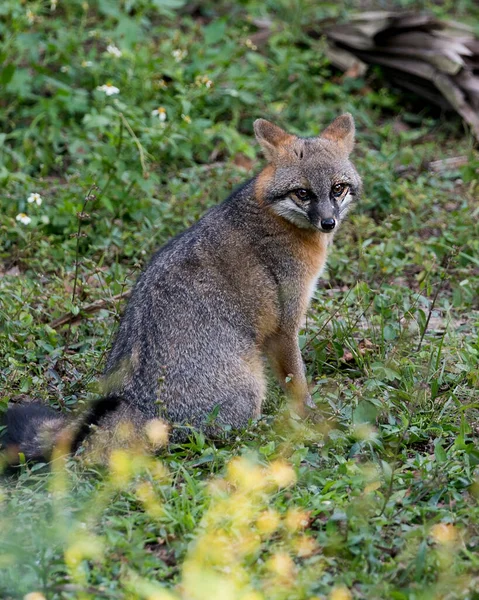 灰狐动物特写视图显示它的身体 周围的头部和背景为叶状的环境 — 图库照片