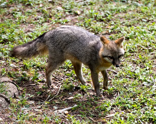 Raposa Cinzenta Animal Andando Campo Expondo Seu Corpo Cabeça Orelhas — Fotografia de Stock