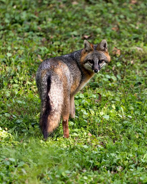 Zorro Gris Animal Vista Primer Plano Del Perfil Mostrando Cuerpo — Foto de Stock