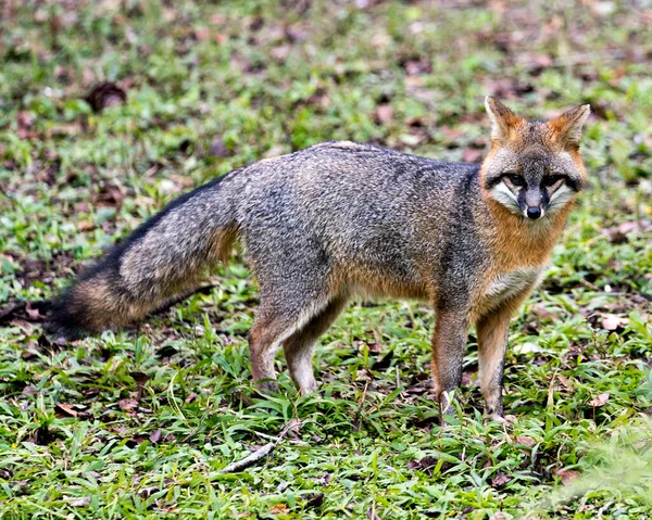 灰狐动物特写图片显示它的身体 周围浓密的尾巴和背景为树叶的环境 — 图库照片