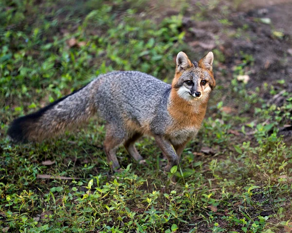 Grey fox animal walking in a field, exposing its body, head, ears, eyes, nose, tail enjoying its surrounding and environment.