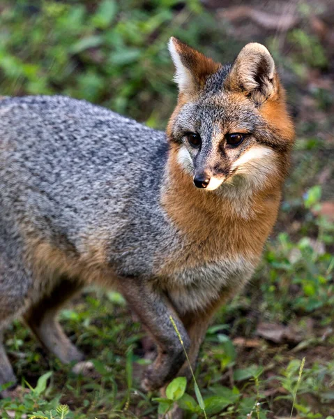 灰狐动物在田野里行走 暴露自己的身体 享受周围的环境 — 图库照片