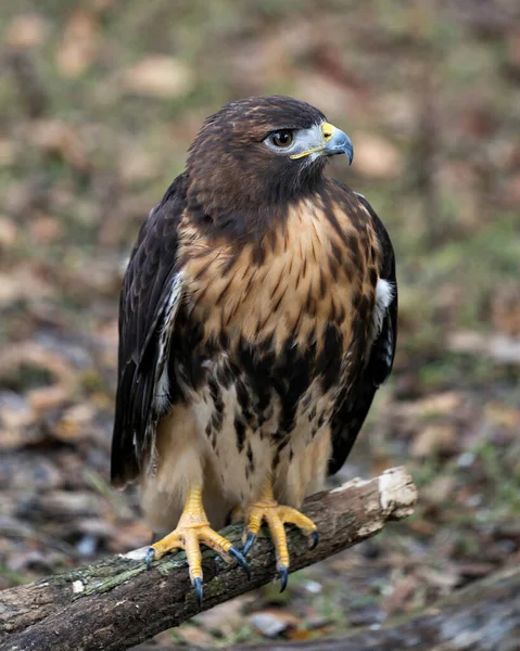 Widok Profilu Zbliżeniowego Hawk Bird Bokeh Tłem Siedzącym Gałęzi Drzewa — Zdjęcie stockowe