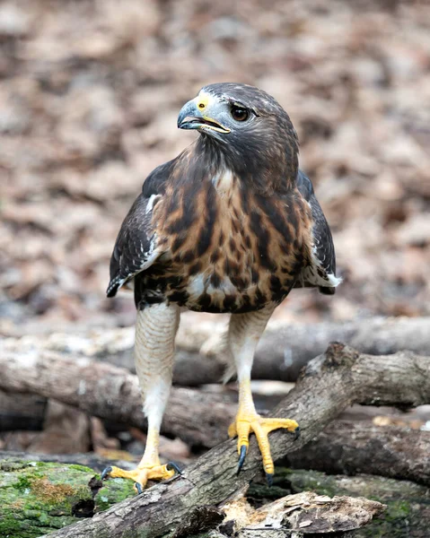 Widok Profilu Bliska Hawk Bird Bokeh Tle Wyświetlające Brązowe Pióra — Zdjęcie stockowe