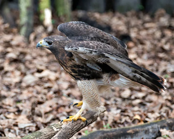 Widok Profilu Bliska Hawk Bird Rozpostartymi Skrzydłami Bokeh Tłem Wyświetlającym — Zdjęcie stockowe