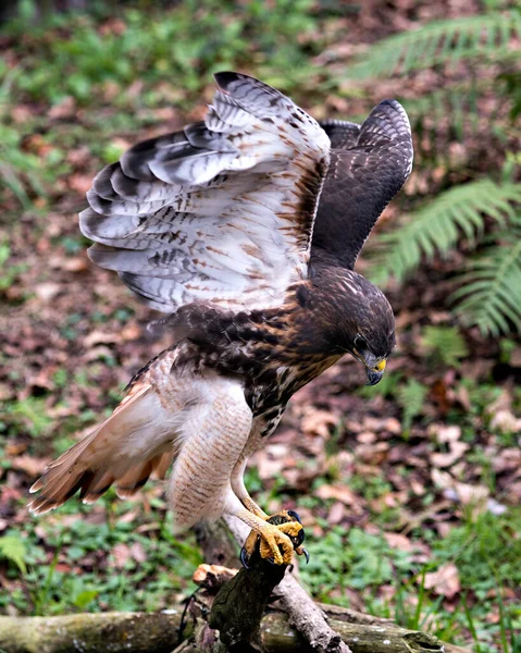 Hawk Vogel Nahaufnahme Profil Ansicht Mit Laub Hintergrund Und Vordergrund — Stockfoto