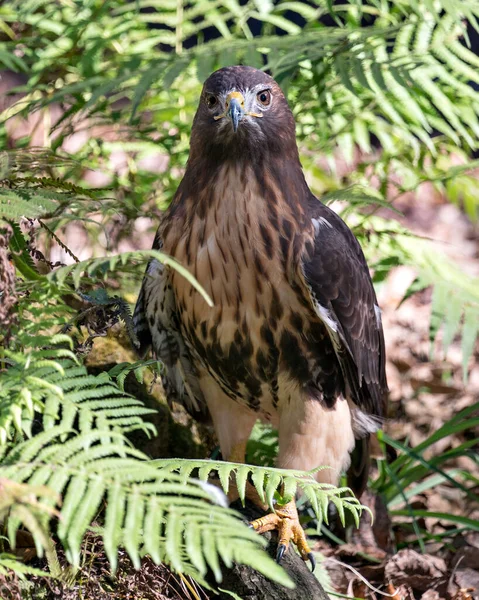 Widok Profilu Zbliżenie Hawk Ptaków Tła Liści Pierwszego Planu Jego — Zdjęcie stockowe