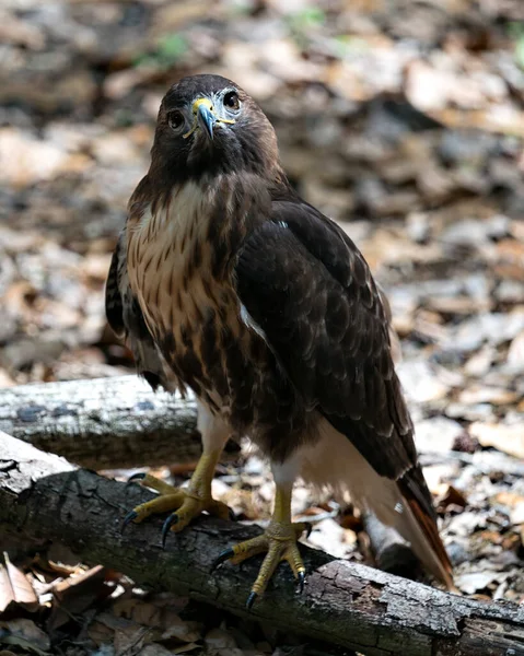 Vue Profil Rapprochée Oiseau Buse Avec Fond Feuillage Premier Plan — Photo