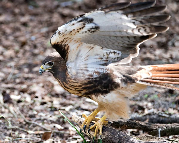 Hawk Bird Close Profilo Vista Con Ali Distese Sfondo Fogliame — Foto Stock