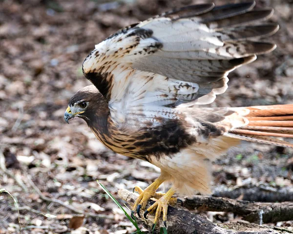 Visão Perfil Close Pássaro Falcão Com Asas Abertas Fundo Folhagem — Fotografia de Stock