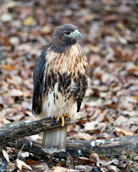 Hawk Ptak Zbliżenie Profil Widok Siedzący Wyświetlanie Brązowy Upierzenie Ciało — Zdjęcie stockowe