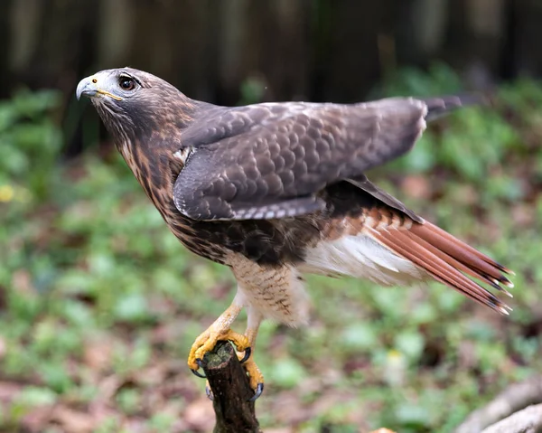 Hawk Bird Close Profile View Empoleirado Ramo Exibindo Penas Marrons — Fotografia de Stock