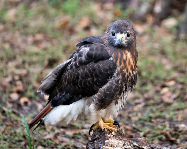 Hawk Ptak Zbliżenie Profil Widok Siedzący Wyświetlanie Brązowy Upierzenie Ciało — Zdjęcie stockowe