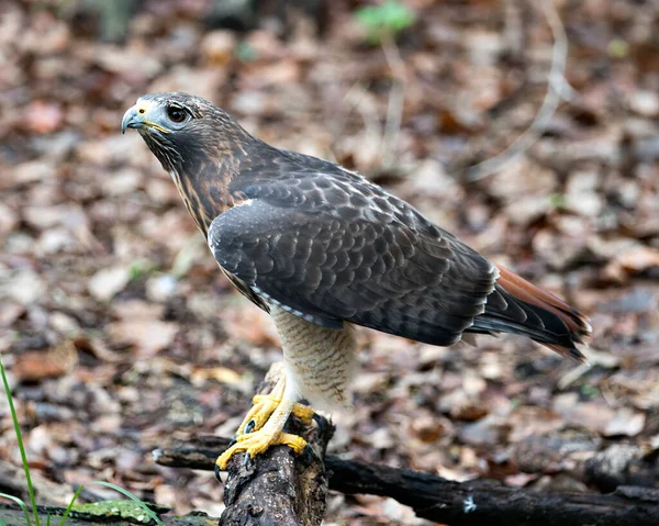 Widok Profilu Zbliżenie Hawk Ptaka Siedzącego Gałęzi Wyświetlającej Brązowe Pióra — Zdjęcie stockowe