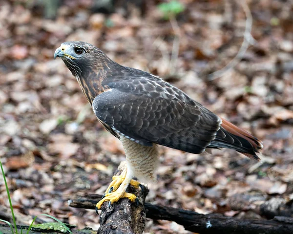 Hawk Bird Close Profile View Empoleirado Ramo Exibindo Penas Marrons — Fotografia de Stock