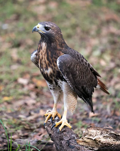 Hawk Fågel Närbild Profil Visa Sittande Visar Brun Fjäderdräkt Kropp — Stockfoto