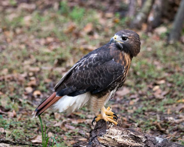 Hawk Pájaro Primer Plano Vista Del Perfil Encaramado Mostrando Plumaje —  Fotos de Stock