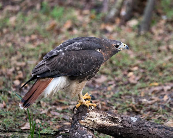 鹰鸟特写图片 展示的是褐色羽毛 羽毛的背景和周围环境 — 图库照片