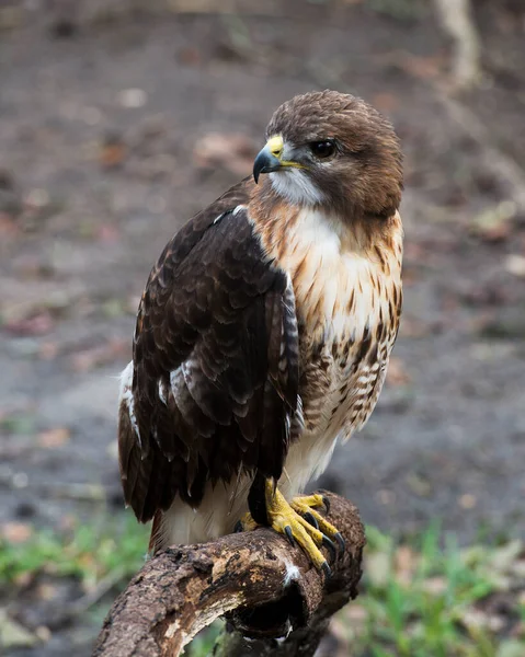 鷹の鳥は体 くちばし 周囲と環境のボケの背景を持ちながら倒れた — ストック写真