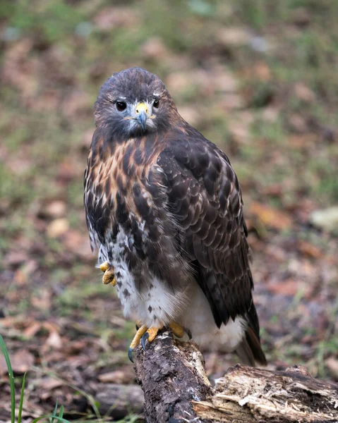 Hawk Bird Close Profile View Perched Exibindo Plumagem Marrom Corpo — Fotografia de Stock