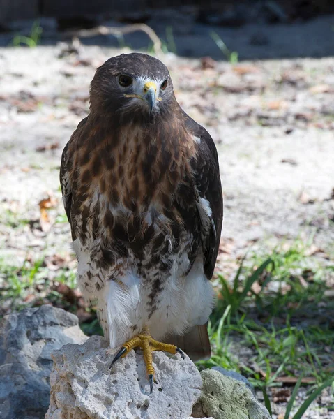 Ptak Hawk Usiadł Skale Wystawiając Swoje Ciało Głowę Oko Dziób — Zdjęcie stockowe