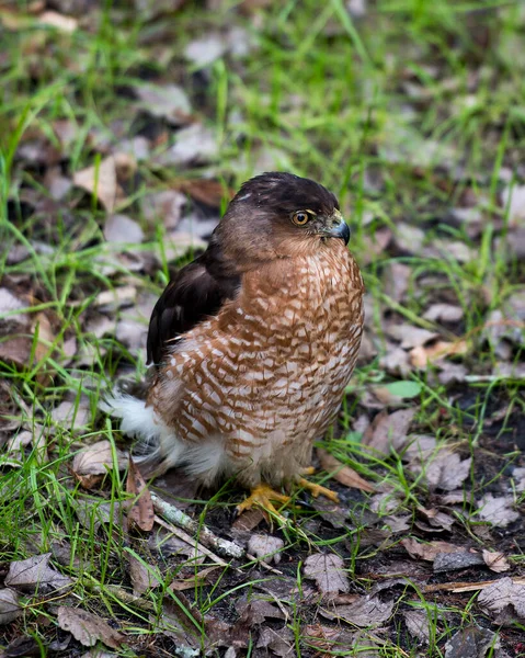 Hawk Tête Oiseau Vue Profil Rapprochée Montrant Les Yeux Bec — Photo