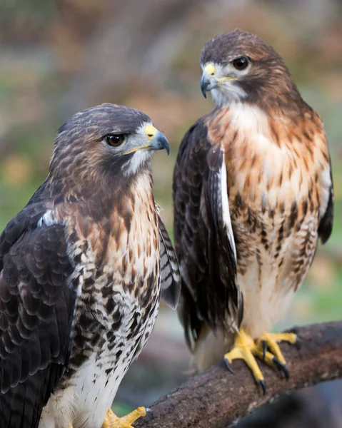 Pássaros Falcões Empoleirados Expor Seus Corpos Cabeça Olho Bico Cauda — Fotografia de Stock