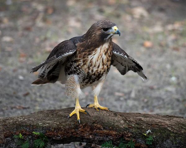 Uccello Falco Appollaiato Che Mostra Piume Marroni Testa Occhio Becco — Foto Stock