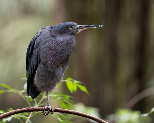 Pequeña Garza Azul Vista Del Perfil Primer Plano Del Pájaro — Foto de Stock