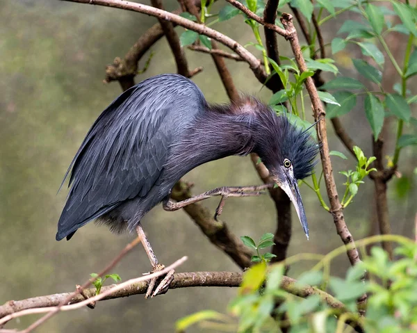 Little Blue Heron Bird Close Profilo Vista Appollaiato Ramo Che — Foto Stock