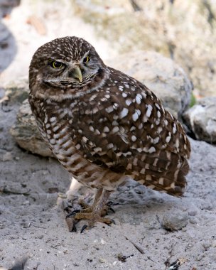 Kaya zeminli kumda baykuş görüntüsü, çevrede kahverengi tüyleri gösterir ve çevreyi sarar.