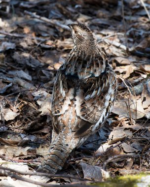 Keklik kuşu güz mevsiminde ormanda yürüyor. Güneş ışığının tadını çıkarıyor. Etrafında kahverengi tüyler, gözler, gagalar sergiliyor..