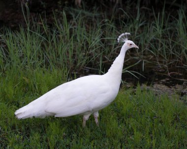 Tavuskuşu, güzel renkli kuş..