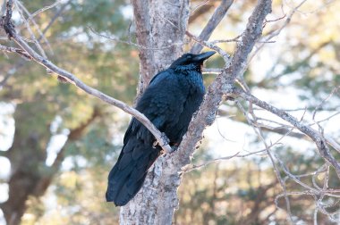 Kuzgun kuş yakından profil görüntüsü çevresindeki ve çevresindeki bokeh arka planıyla siyah tüylerini, gagasını, gözlerini ve ayaklarını gösteriyor..
