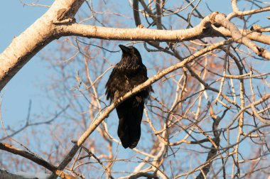 Kuzgun kuş çevresindeki ve çevresindeki profil görüntüsüne tünedi.