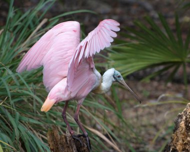 Roseate Spoonbill kuş yakın plan profil görünümü çevresindeki bokeh arkaplan ve çevreleyen kanatları ile.