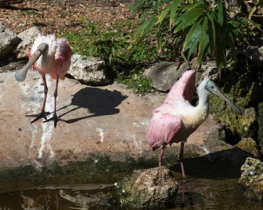 Roseate Spoonbill kuşu çevrelerinin keyfini çıkarıyor..