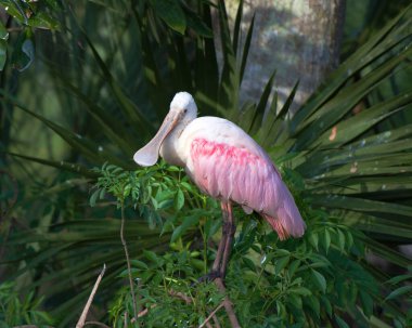 Roseate Spoonbill kuş yakın plan görünüm profili kafa, gaga, göz, boyun, bacaklar çevresi ve çevresini çevreleyen yeşillik arka planı.