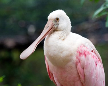 Roseate Spoonbill kuş yakın plan görünüm profili kafa, gaga, göz, boyun, çevre ve bulanık arka plan ile çevrili.