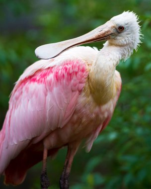 Roseate Spoonbill kuş yakın plan görünüm profili kafa, gaga, göz, boyun, çevre ve bokeh arka plan ile çevrili.