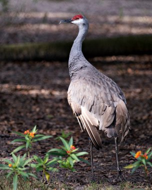 Sand Hill Crane kuş yakın plan profili etrafında ve çevresinde güzel bir yeşillik bokeh arka plan, gövdesi, yayılan kanatlar, kafa, uzun boyun, bacaklar, gaga, kırmızı taç