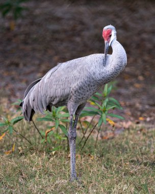 Sand Hill Crane kuş yakın plan profili etrafında ve çevresinde güzel bir yeşillik bokeh arka plan, gövdesi, yayılan kanatlar, kafa, uzun boyun, bacaklar, gaga, kırmızı taç