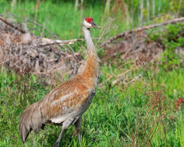 Sand Hill Crane kuş yakın plan profili etrafında ve çevresinde güzel bir yeşillik bokeh arka plan, gövdesi, yayılan kanatlar, kafa, uzun boyun, bacaklar, gaga, kırmızı taç
