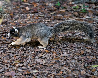 Tilki sincabı bir dala oturmuş güzel bir arka plan ve çevreyle beslenirken başını, gözünü, kulağını, burnunu, patilerini ortaya çıkarıyor..