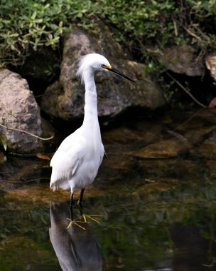 Karlı Akbalıkçıl kuşunun yakından görünüşü kaya ve yosun arkaplanlı su kenarında, beyaz tüyleri, başı, gagası, gözü, tüylü tüyleri, çevresindeki sarı ayakları ve çevresini gösteriyor..