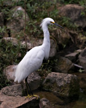 Snowy Egret bird close-up profile view standing on moss rocks with foliage background, displaying white feathers, head, beak, eye, fluffy plumage, yellow feet in its environment and surrounding. clipart