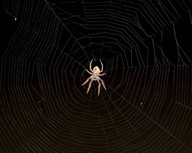 Örümcek ağındaki siyah arkaplanlı örümcek.